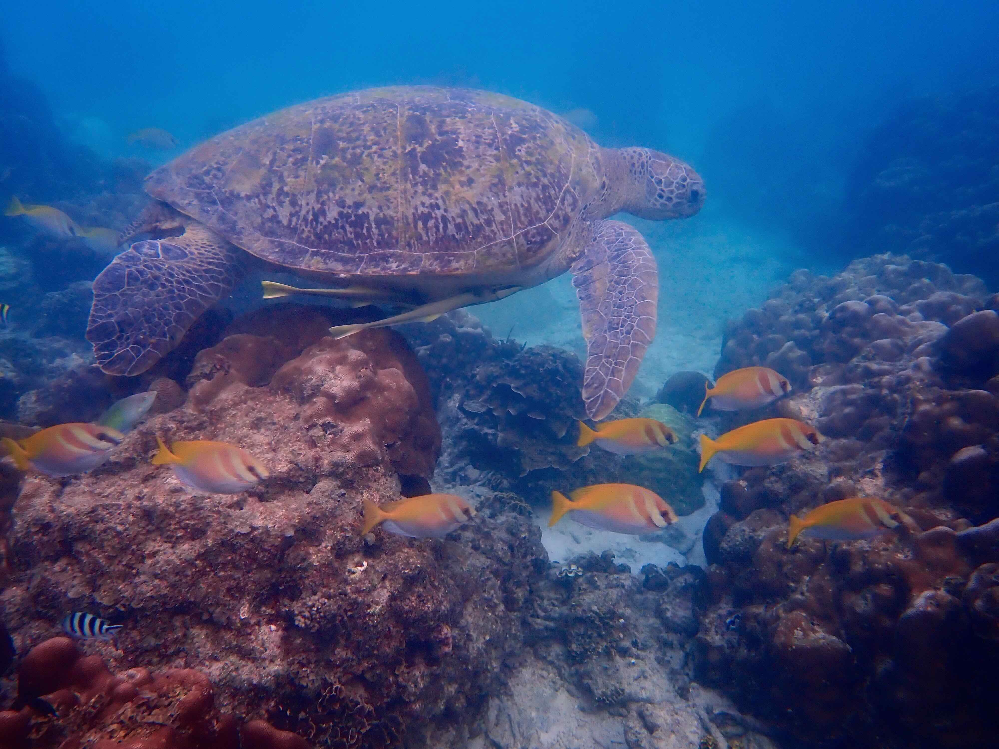 Darnell, another resident green sea turtle in Shark Bay
