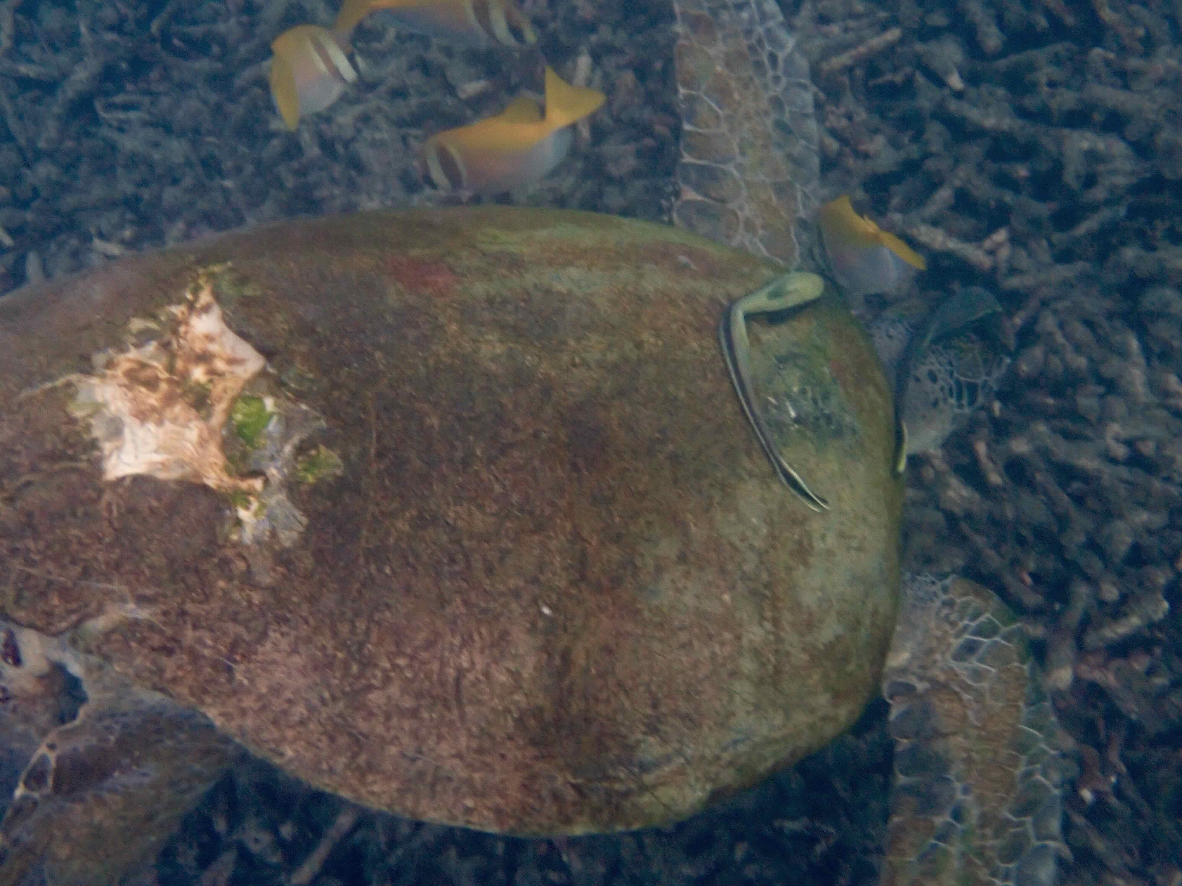 Carapace injury on Mr Muscle from a boat strike