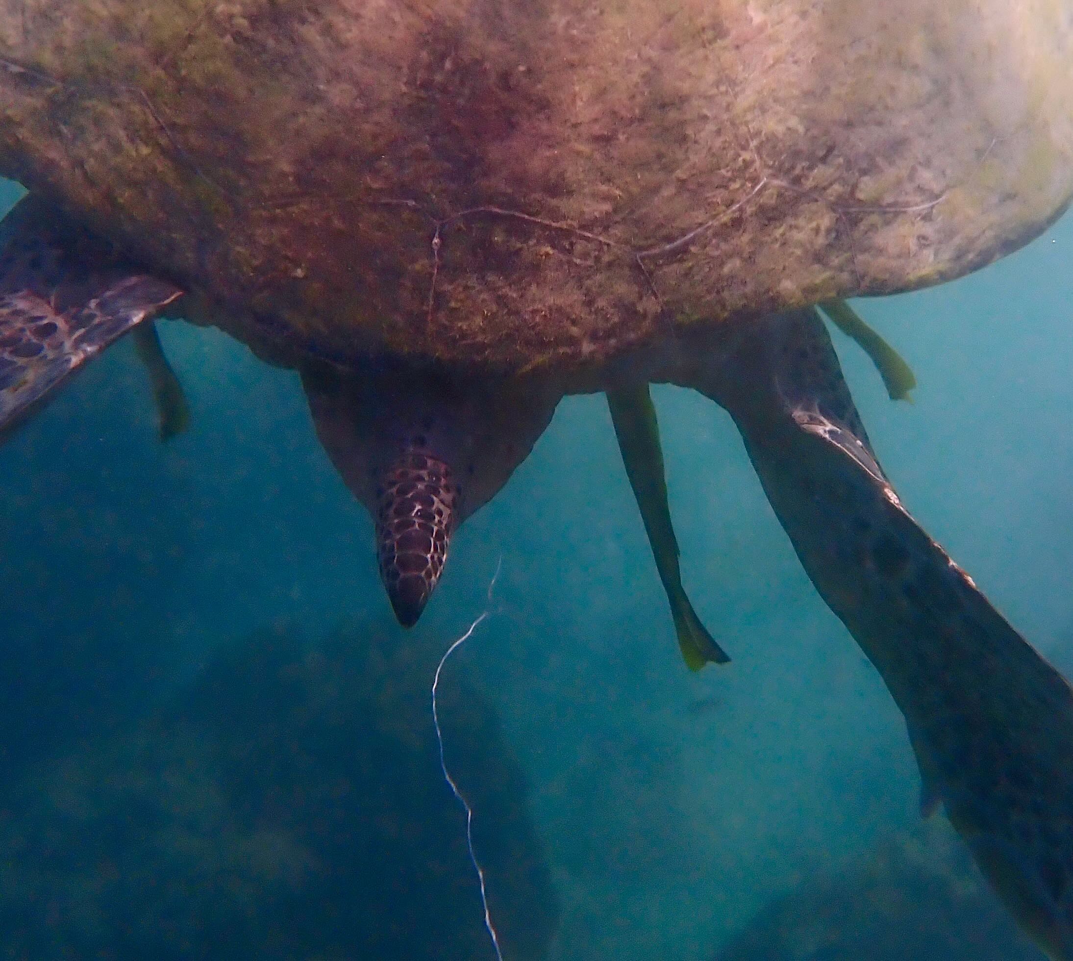 Plastic fishing line caught in the tail of Ripper