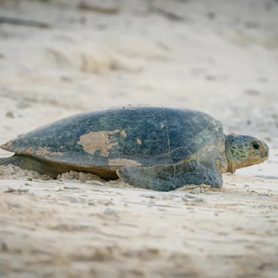Over Three Decades of Safeguarding Nesting Beaches in Con Dao, Vietnam