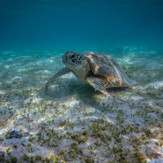 The Odyssey of Mother Turtles 
