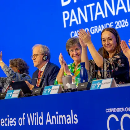 CMS COP15 Strengthens Global Conservation Action for Marine Turtles