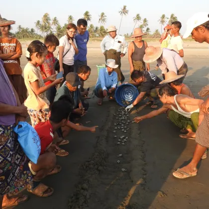 Community-Based Sea Turtle Conservation Along the Mawtin Coast, Ayeyarwaddy Region, Myanmar