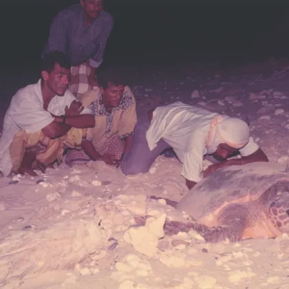 Sea Turtle Training in Sharma, Yemen