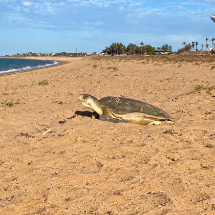 Ancient Connections, Modern Pressures: Protecting Port Hedland's Flatback Turtles