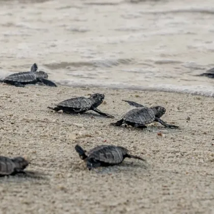 100,000 Eggs: A Conservation Milestone on Pom Pom Island, Borneo