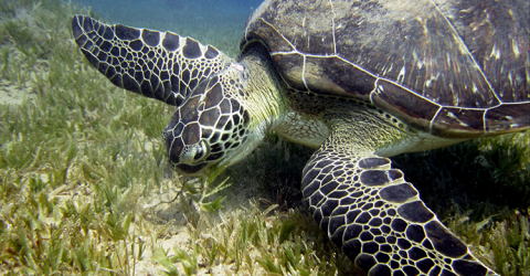 sea turtle feeding on seagrass