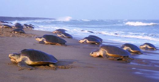 Olive Ridley arribada in Odisha, India © Kartik Shanker