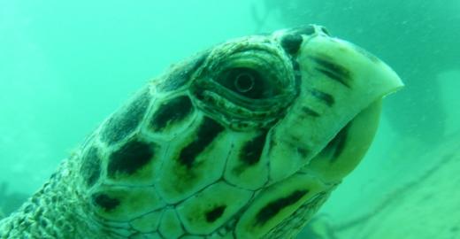 Hawksbill Turtle © John Wong