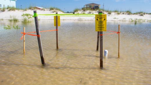 © Matthew Ware, FSU MTRECG - taken during permitted research activities
