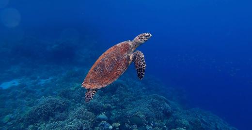 Hawksbill Turtle © Olga Tsai