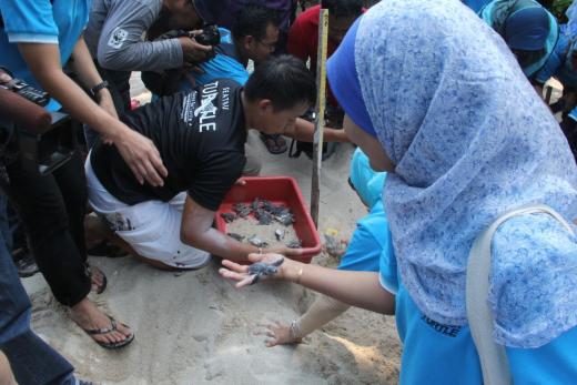 turtle hatchlings at Chagar Hutang