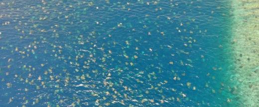 Green turtles at Raine Island, Australia © Great Barrier Reef Foundation