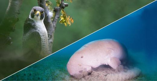 Peregrine falcon (Falco peregrinus) ©  Andras Kovacs www.raptorimages.hu / Dugong (Dugong dugon) © Fergus Kennedy