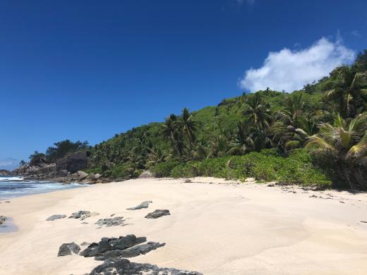 Photo of a nesting beach