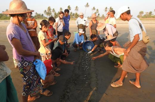People watching as turtle hatchlings are released onto the beach