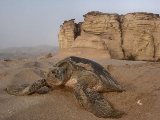 Green Turtle, photo credit: Douglas Hykle