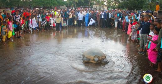 Turtle release © Présidence Beit-Salam