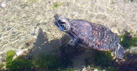 Green turtle